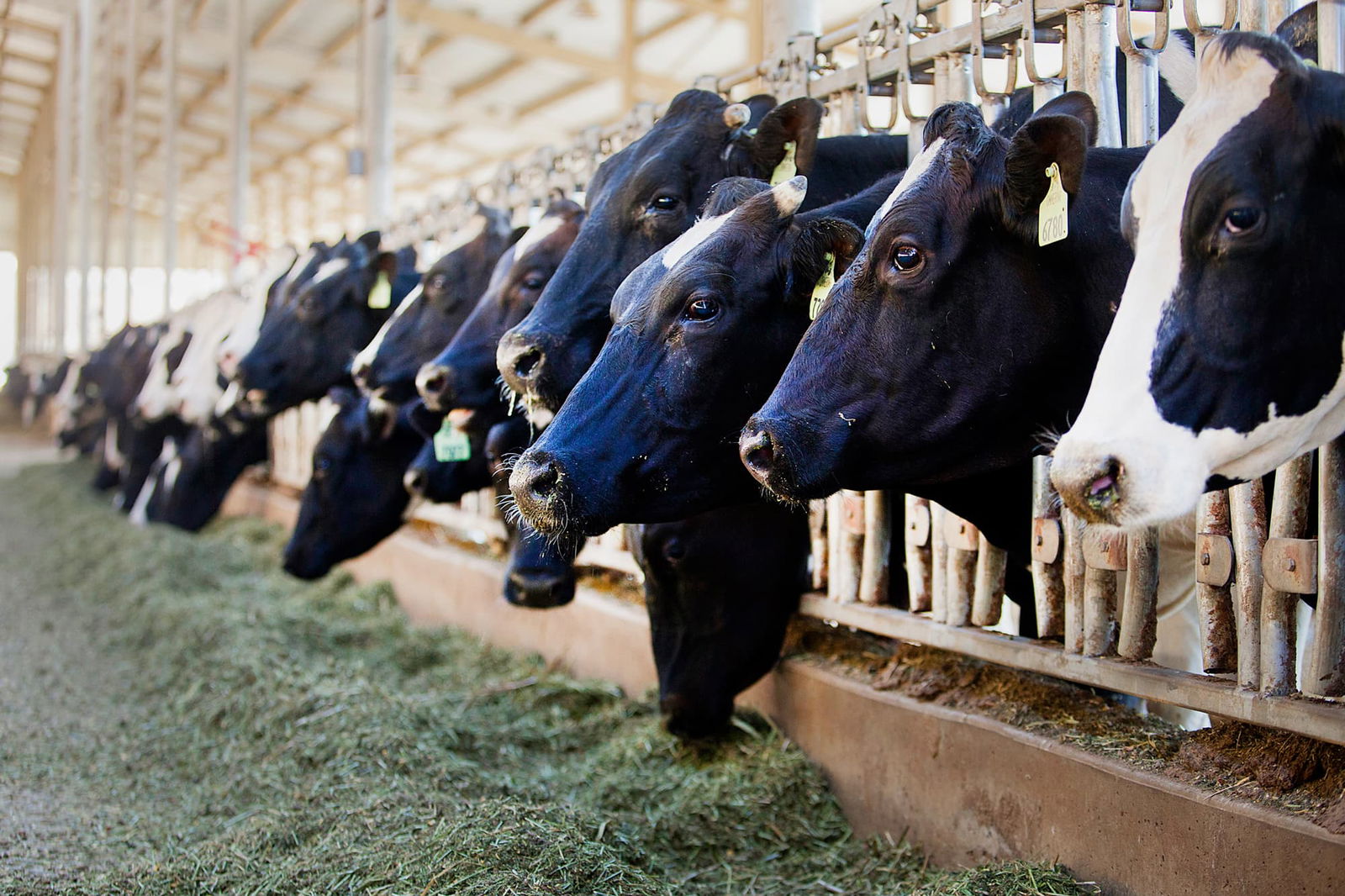 Fun facts about the USA