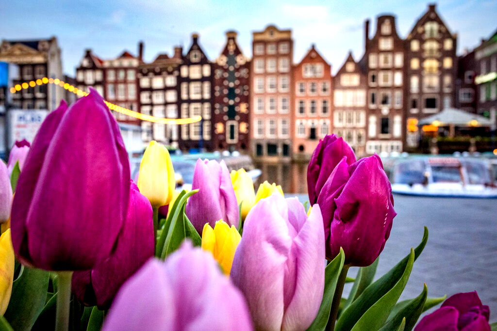 Colorful tulips in the foreground with Amsterdam’s iconic canal houses of Damrak