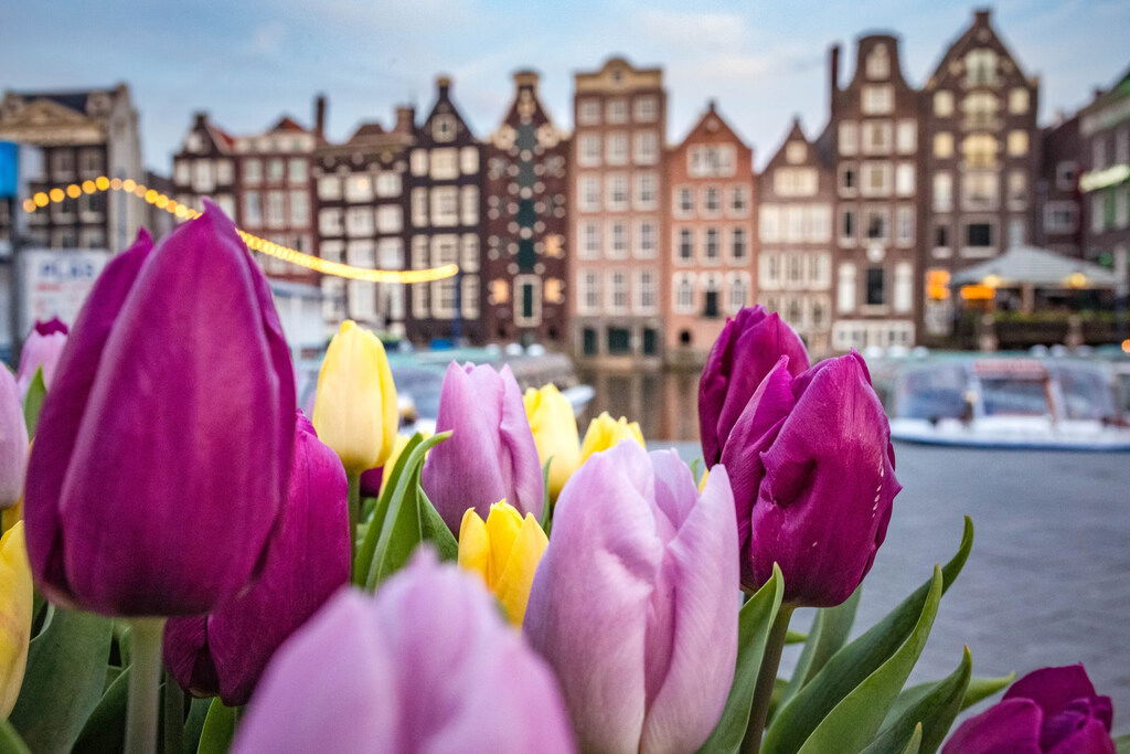 Colorful tulips in the foreground with Amsterdam’s iconic canal houses of Damrak